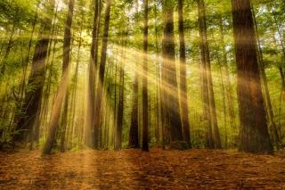 Sun shining through redwood trees