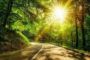 Curving road through forest with sun shining through trees