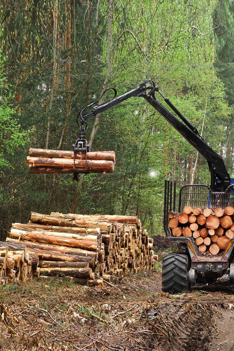 A tractor in a forest, using machinery to lift logs
