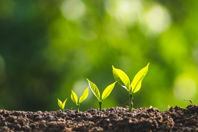 growth sprout