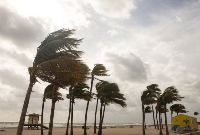 wind beach palm trees hurricane storm