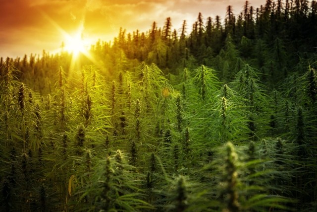 Field of cannabis plants growing at sunset