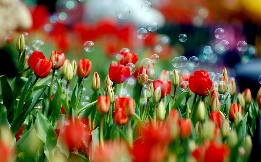divinely beautiful red tulips on a fine background of soap bubbles