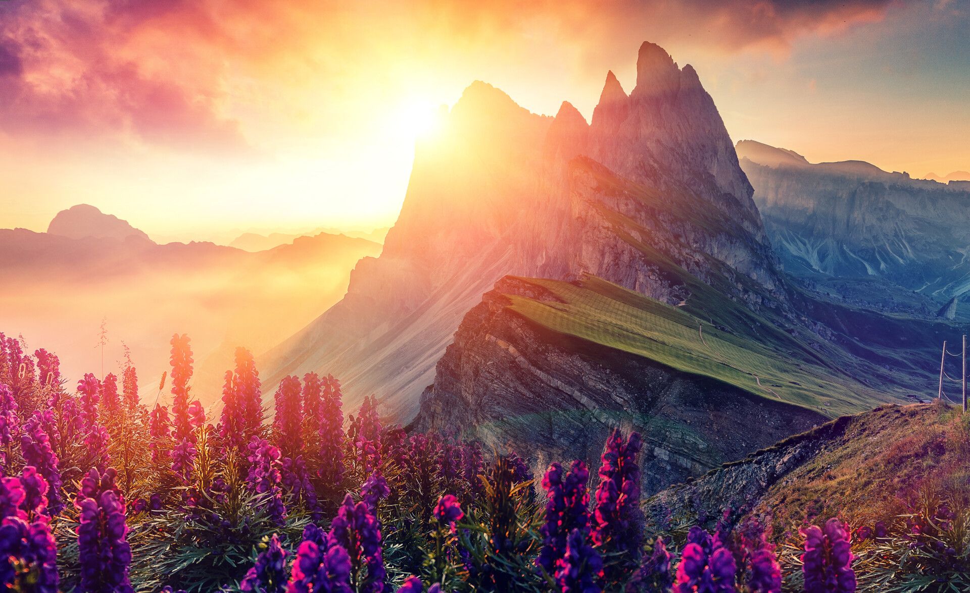 Sunrise over the mountains with purple flowers blooming in foreground