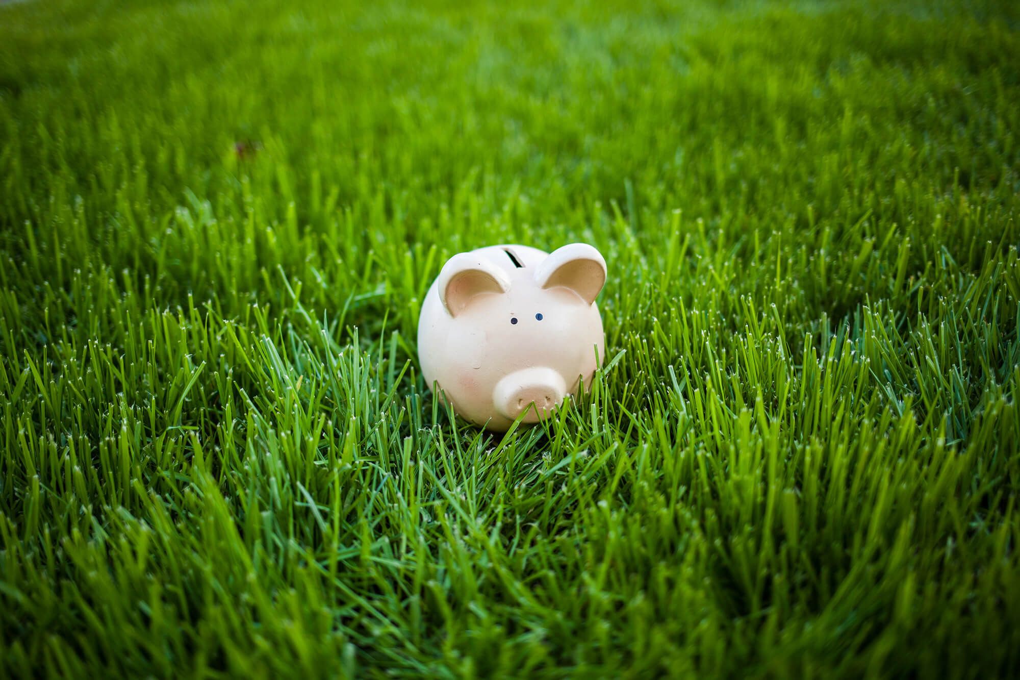 Piggy bank in green grass
