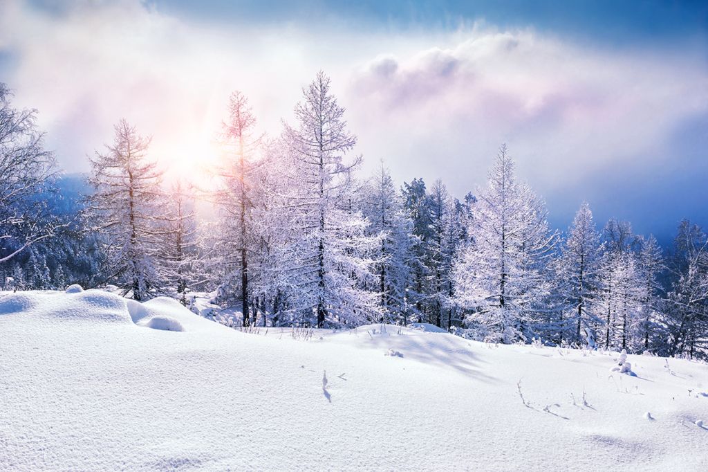 image of snowy winter trees
