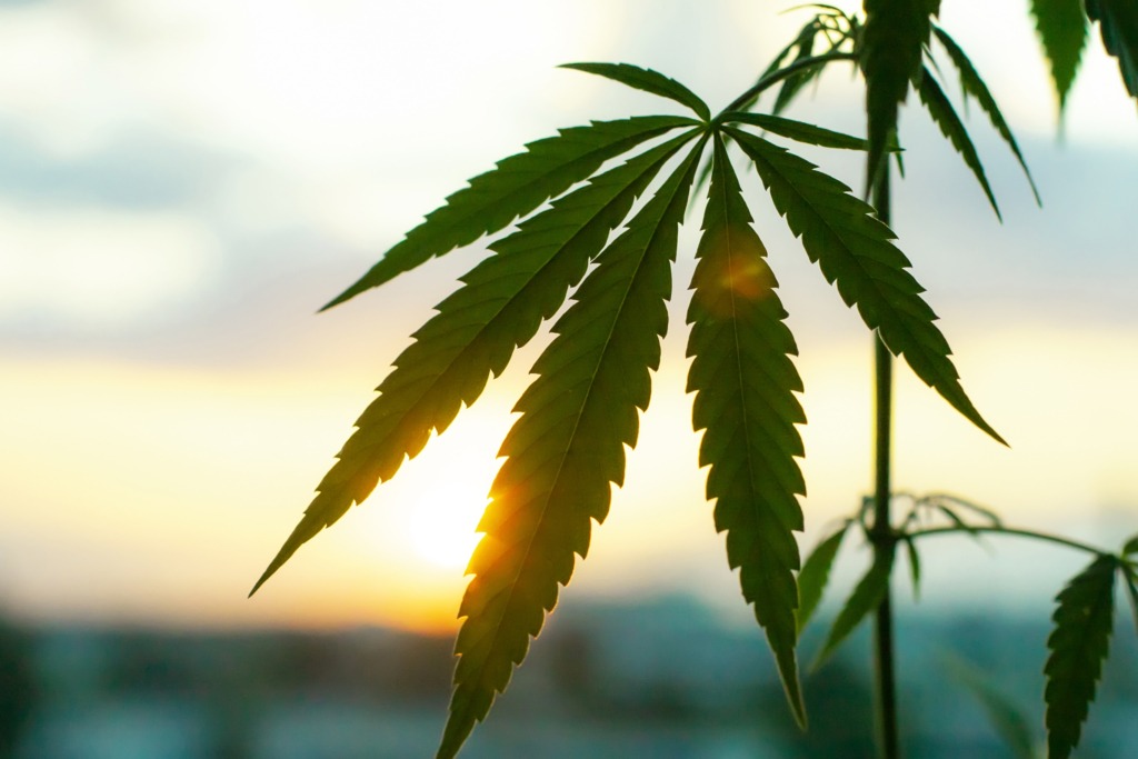 Sun shining on leaves of marijuana plant