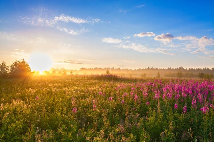 Open field skies lavender sunset