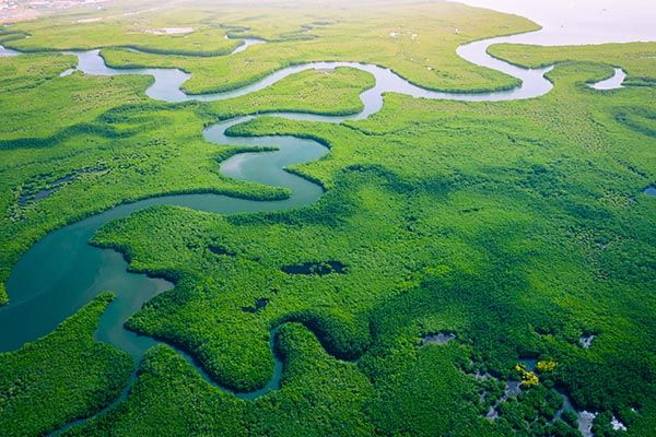 winding river through mangrove forest